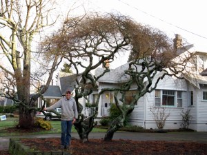Keeping your trees beautiful