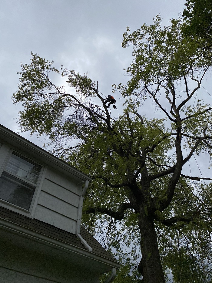 Tree trimming close to house