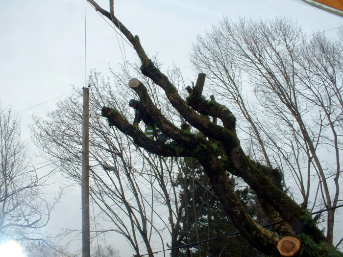 Hazardous tree removal Milwaukie OR