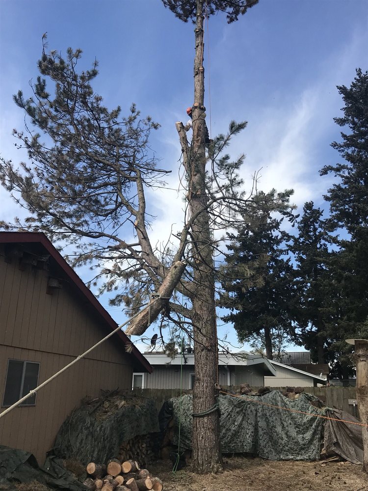 Safe Tree Removal by Tree Masters Portland Oregon