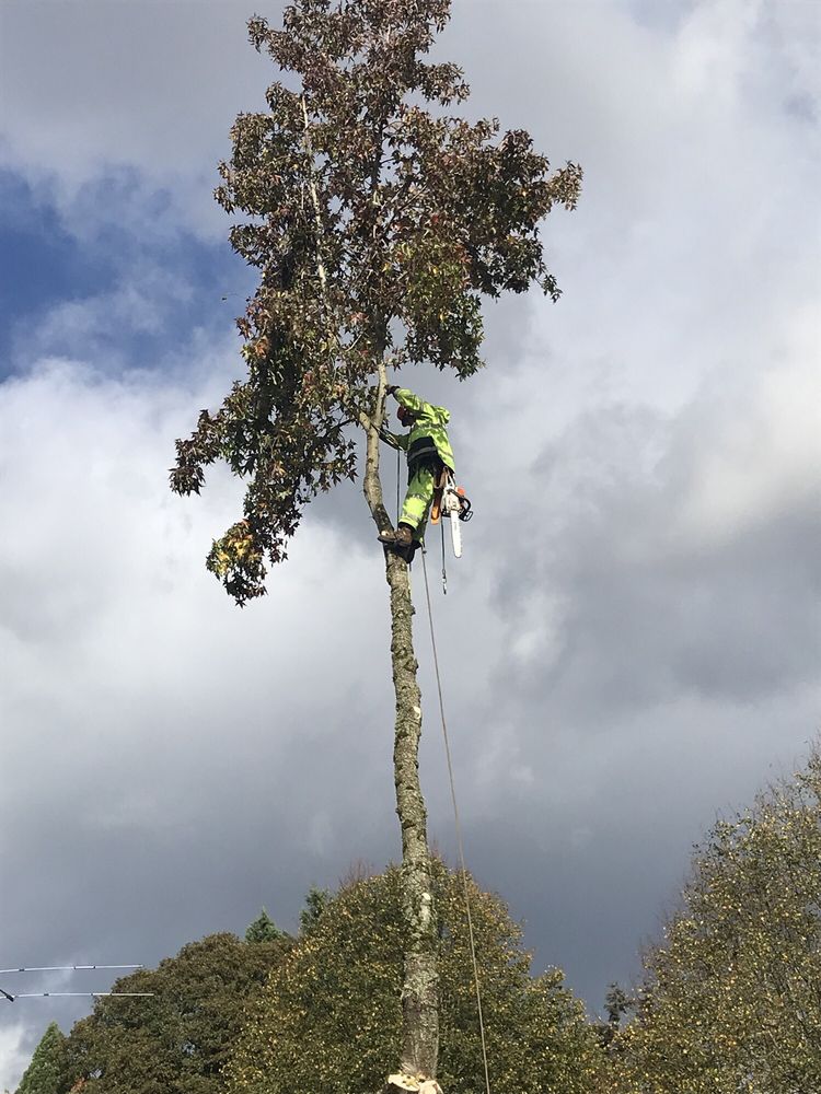Tree Masters tree removal piece by piece