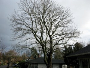Tree Masters Tree Service, SE Portland Tree Trimming, Maple Trees